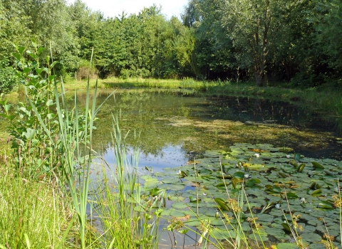 Cock Robin Wood pond