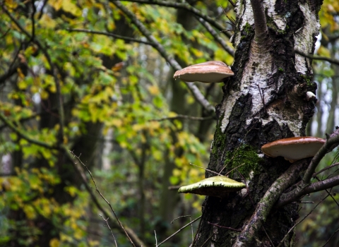 Fungi and tree at Earlswood Moathouse Alex Murison