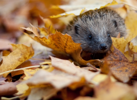 Hedgehog in autumn leaves Credit Tom Marshall