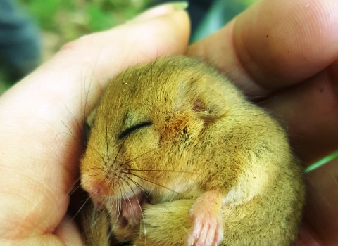 Dormouse in hand Credit Lorna Griffiths