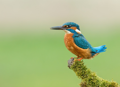 Kingfisher Credit Andrew Haynes