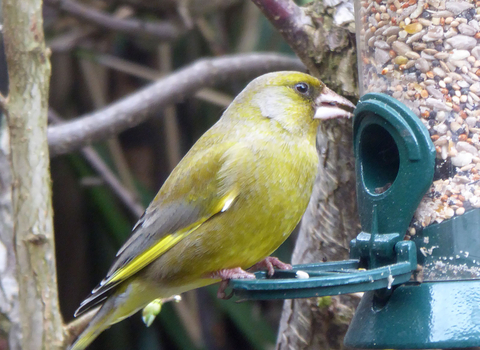 Greenfinch on feeder 6.4.20 Phil Parr
