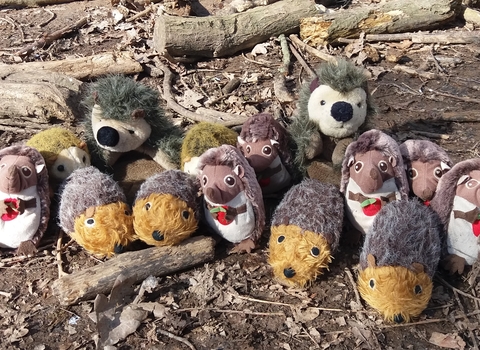 Lots of toy cuddly hedgehogs on a woodland floor.