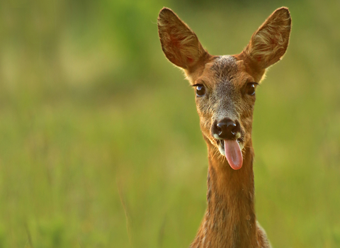 Roe deer, Jon Hawkins Surrey Hills Photography