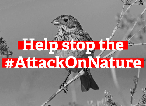 Help stop the Attack on Nature