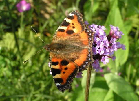 Tortoise shell butterfly on a verbena