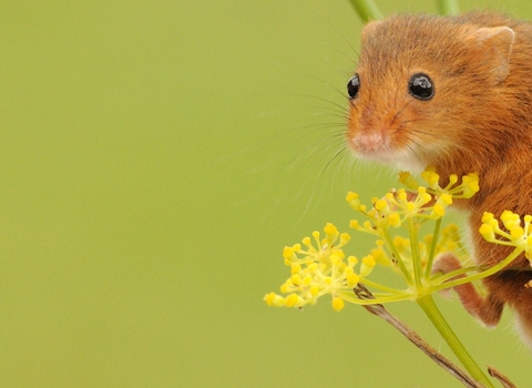 A harvest mouse rests on a flower