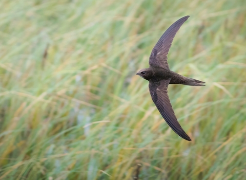 Swift flying over reedbeds