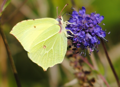 Brimstone butterfly. Amy Lewis