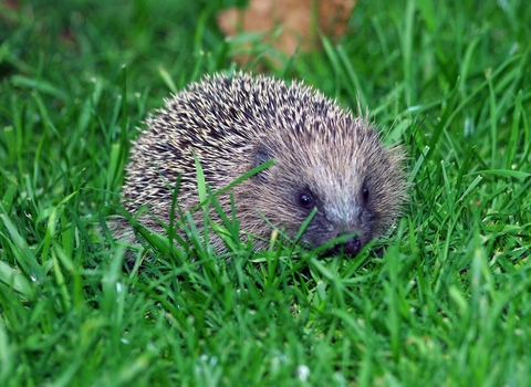 Baby hedgehog. WildNet - Gillian Day