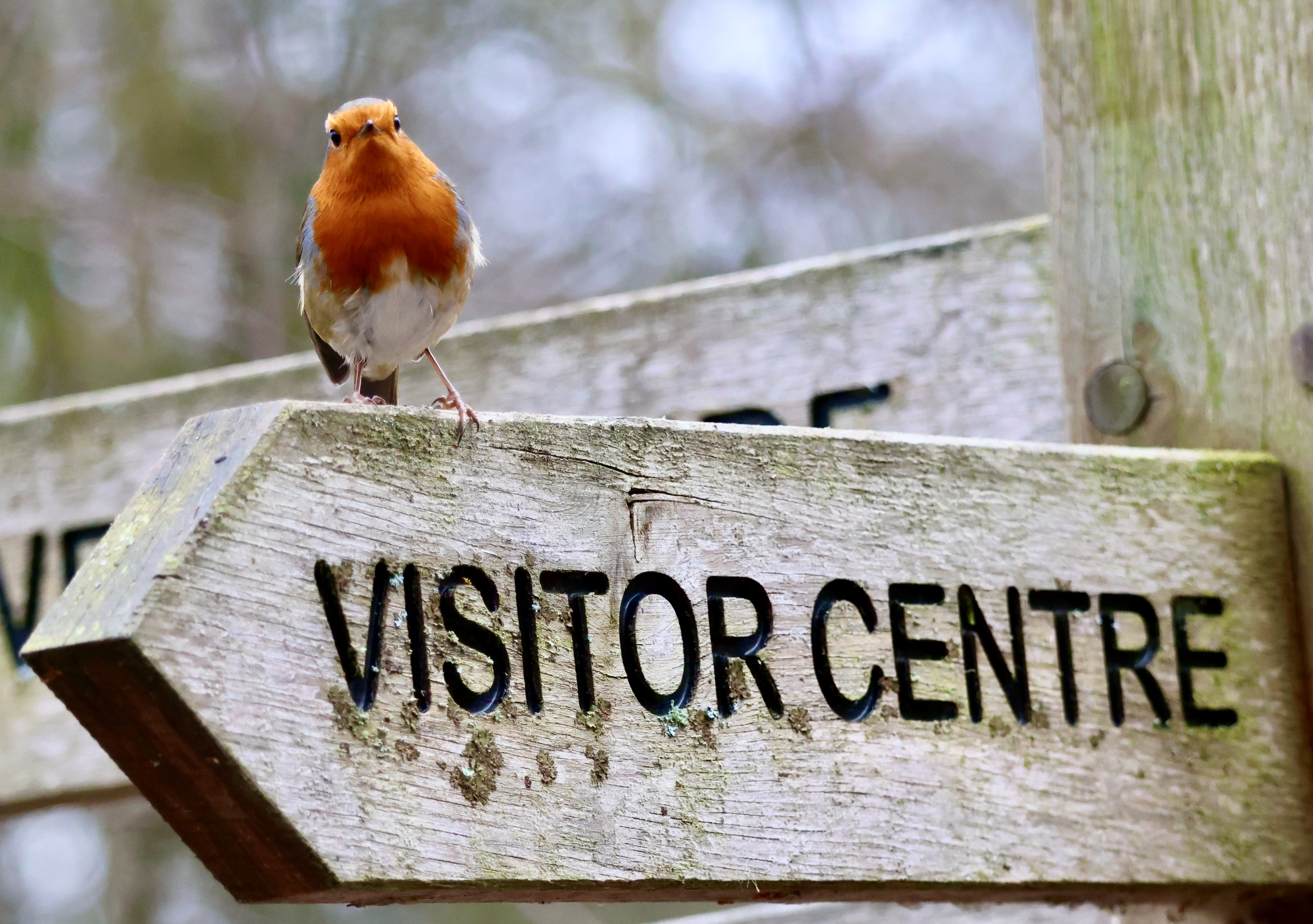 Robin at Brandon Marsh
