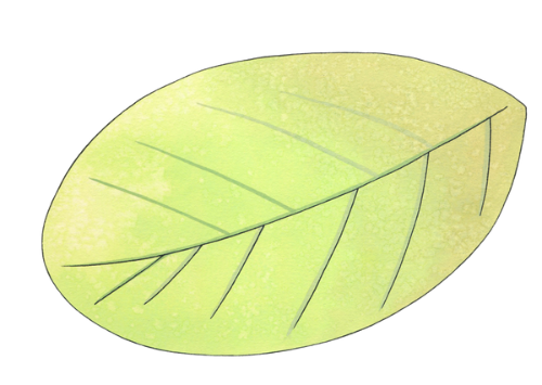 An illustration of a leaf by Ann Scott