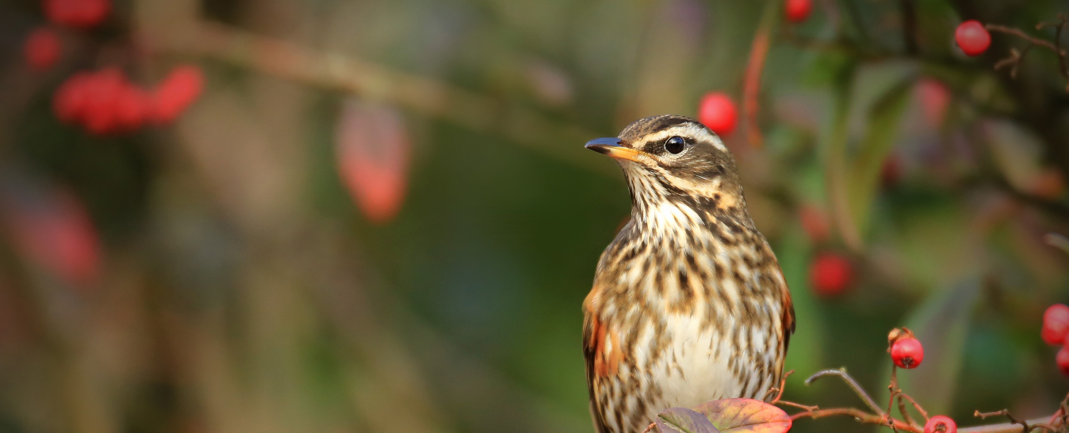 A redwing perched on a berry-laden branch