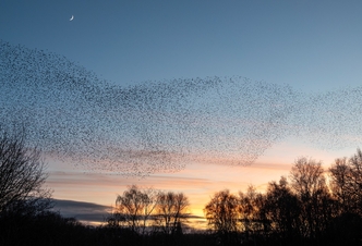 What Is a Murmuration?