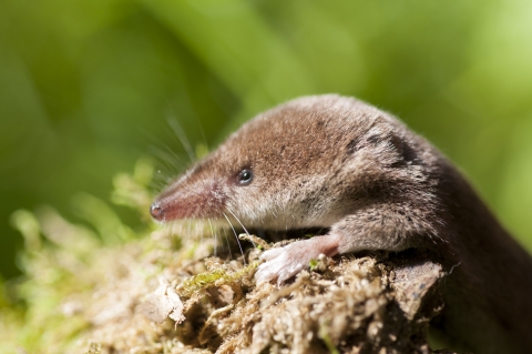 Shrew Oakley Wood Steven Cheshire