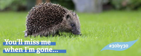 Hedgehog on lawn