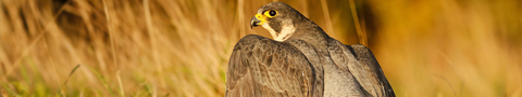 Peregrine
