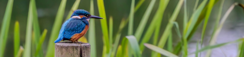 A kingfisher sat on a stump