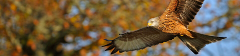 Red kite
