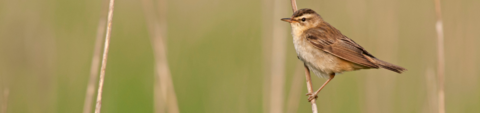Sedge warbler
