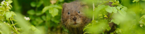 Water vole