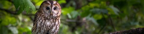 Tawny owl