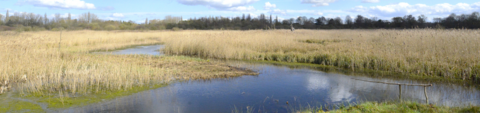 A view of the reeds and wetland from Ted Jury Hide at Brandon Marsh
