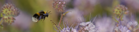 Buff-tailed bumble bee buzzing around flowers