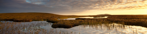 Bog peatland at dawn