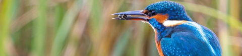 Kingfisher with insect