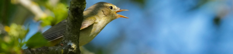 Chiffchaff