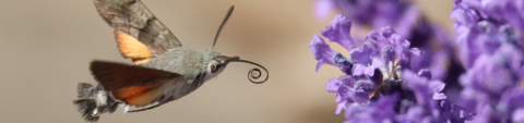 Hummingbird hawkmoth