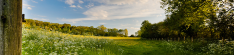 Radway Meadows