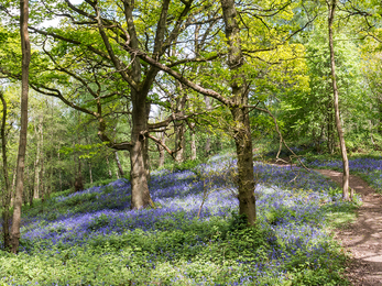 Bluebells at Rough Hill copyright Sue Stewart (WWT)