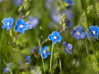 Germander Speedwell, (Veronica chamaedrys) Shadowbrook by Simon Phelps