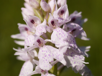 Heath spotted orchid Shadowbrook Simon Phelps