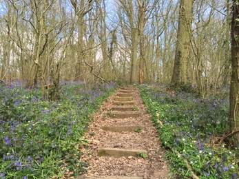 Bluebells Rough Hill Wood Annie Ottaway