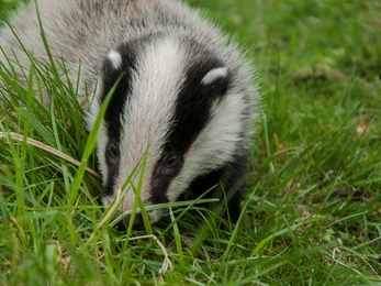 Badger cub Brandon credit Steven Cheshire