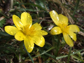 Cuttle Pool Lesser Celandine Credit Nick Wood Flickr