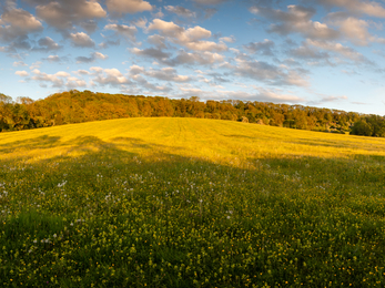 Radway Meadows Evening May 2019 Credit Steve Gale