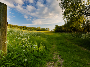 Radway Meadows May 2019 Credit Steve Gale