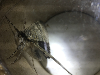 Moth Night 2019 Wappenbury Wood Clifden Nonpareil Credit Paula Irish