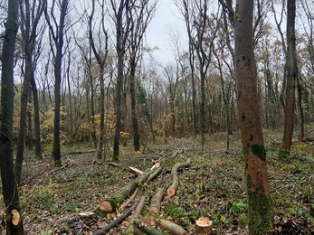 Woodland management Nick Feledziak