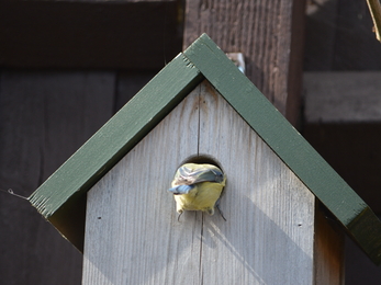 Blue tit nest box Paul Frost