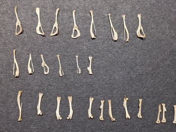 Owl pellet dissection Pelvic Bones Louise Barrack