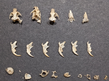 Owl pellet dissection Skulls Louise Barrack