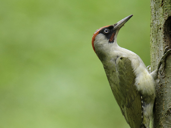 Green woodpecker