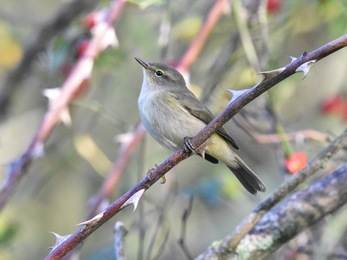 Chiffchaff