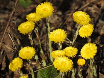 Coltsfoot