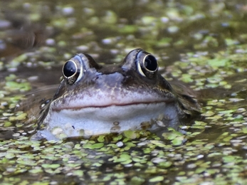 Frog looking at the camera